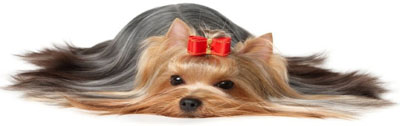 Dog Grooming Sheltie