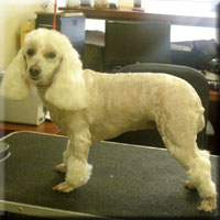 pet grooming