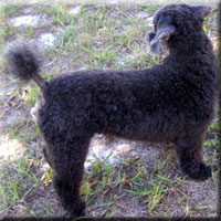 dog groomers